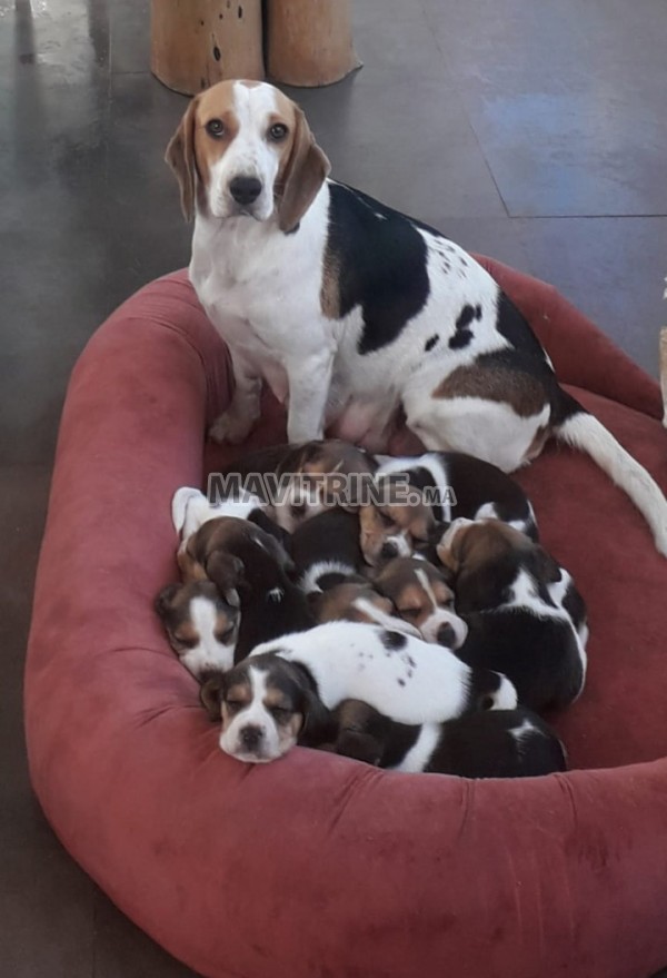 Chiots Beagle