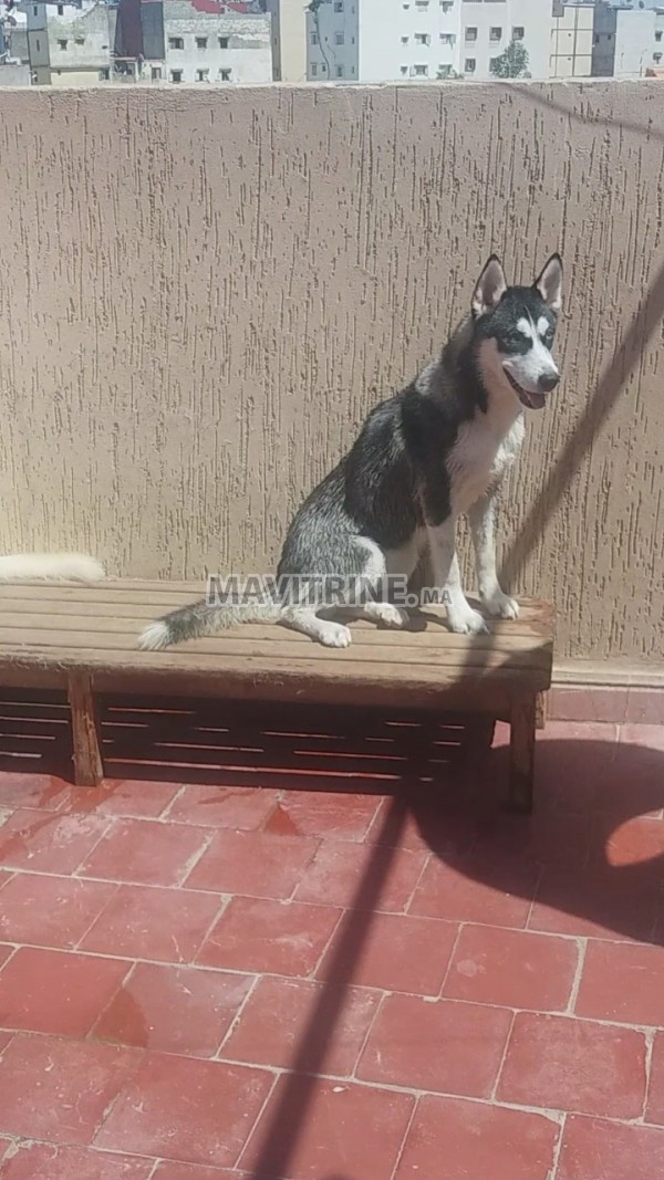 Husky