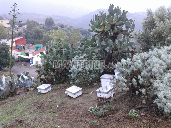 Les ruches des abeilles complètes