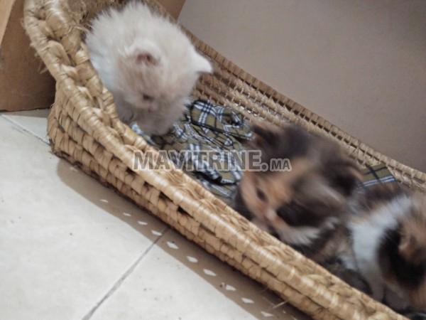 des chatons persan chinchilla race pur