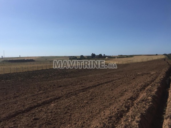 Terrain agricole de 02Ha équipe en Goutte a Goutte