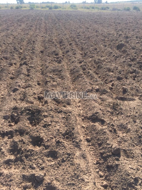 Terrain agricole de 02Ha équipe en Goutte a Goutte