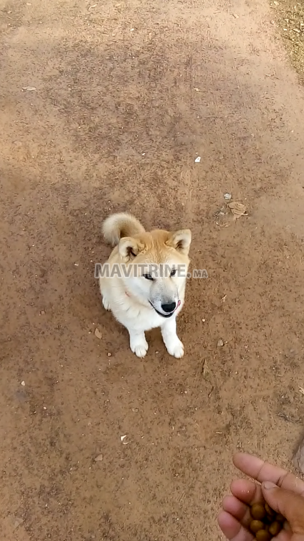 Chienne race Akita américaine