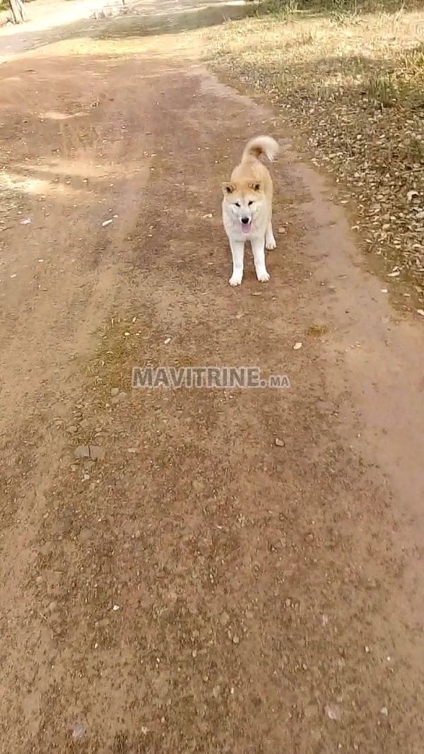 Chienne race Akita américaine