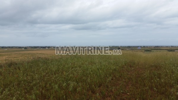 Un terrain de 12500m à région birjdid