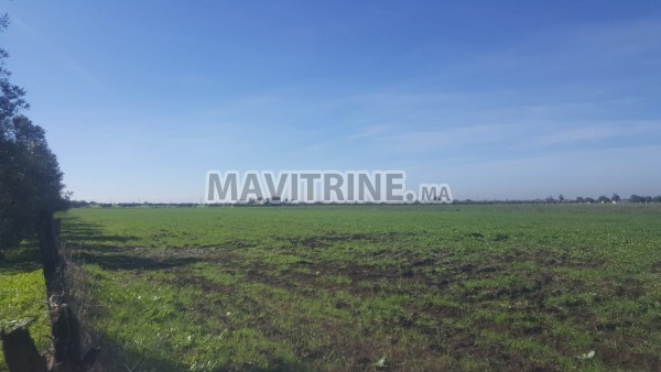 Terrain de 3 hectares à birjdid sur la route