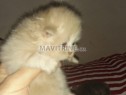 Photo de l'Annonce: Adorable chatons persans chinchilla race pure