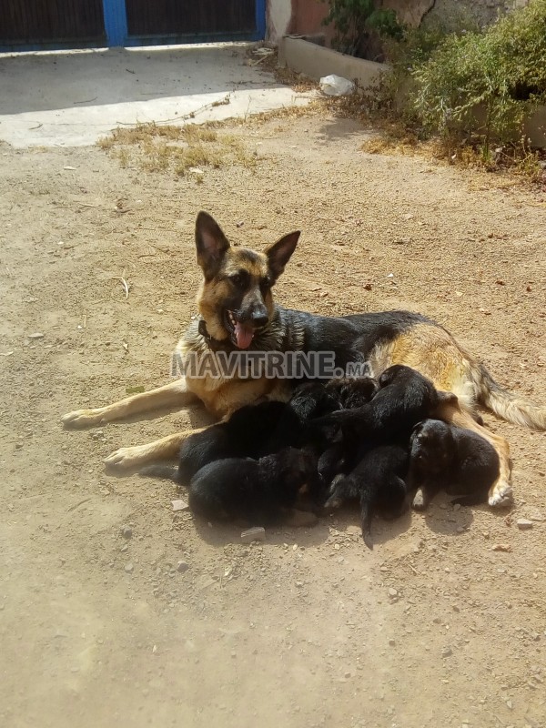 Vente de chiots bergers allemand