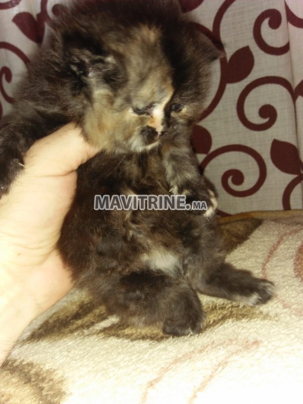 Des Chatons Persans Chinchilla Race Pure A Vendre Dans Animaux A Casablanca Mavitrine Ma Le Meilleur Site Des Annonces Gratuites Au Maroc Test