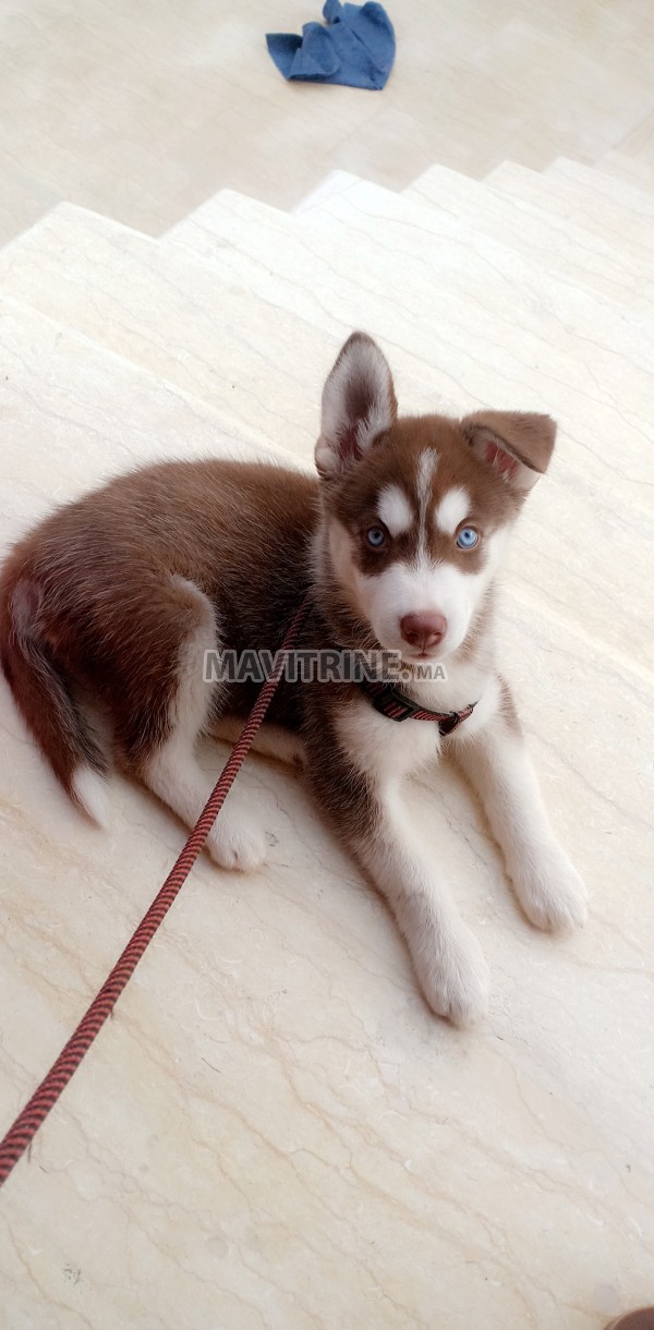 Husky femelle pur yeux bleus