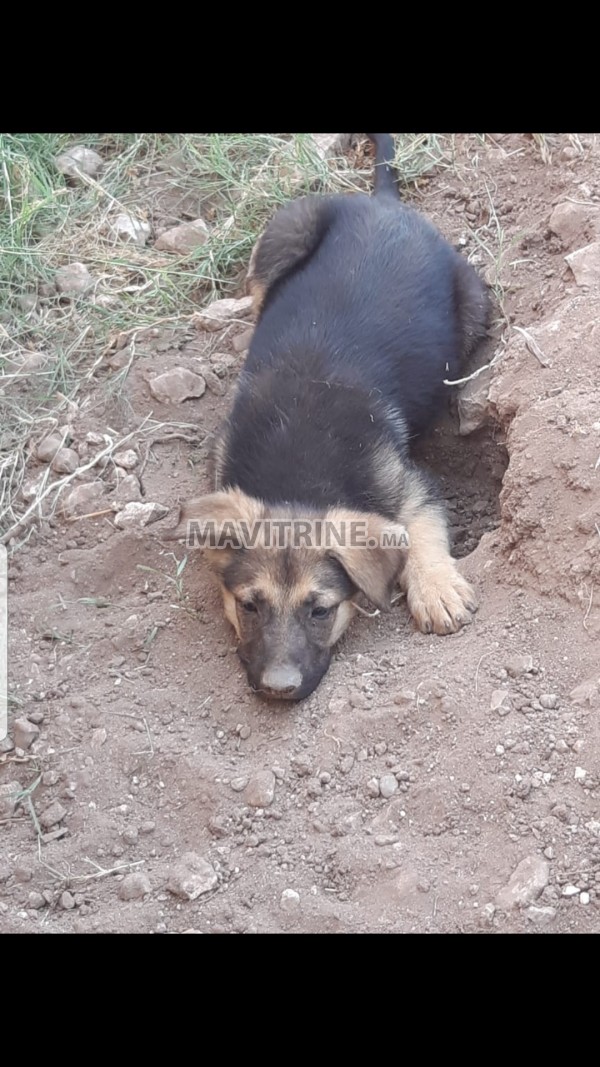 Chiot 2 mois Berger allemand pure