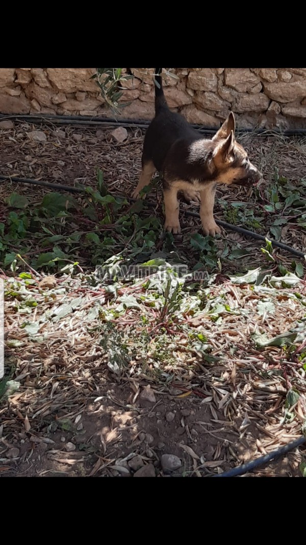 Chiot 2 mois Berger allemand pure