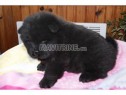 Photo de l'Annonce: A donner chiots chow chow
