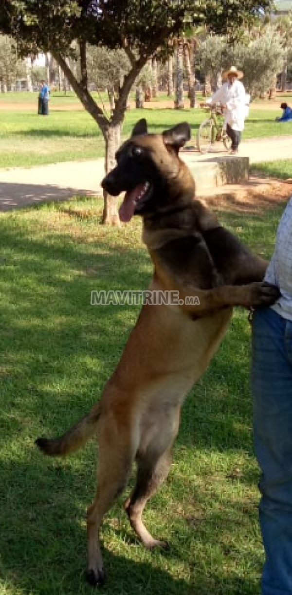 malinois