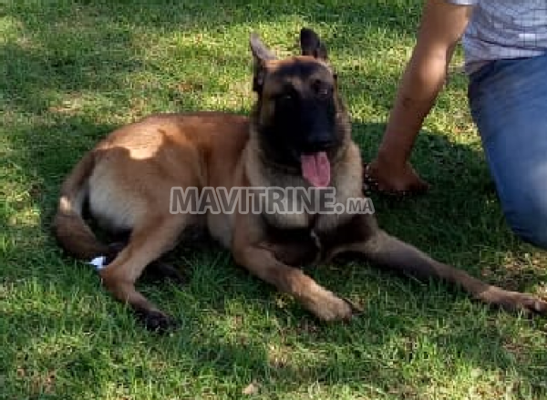 malinois