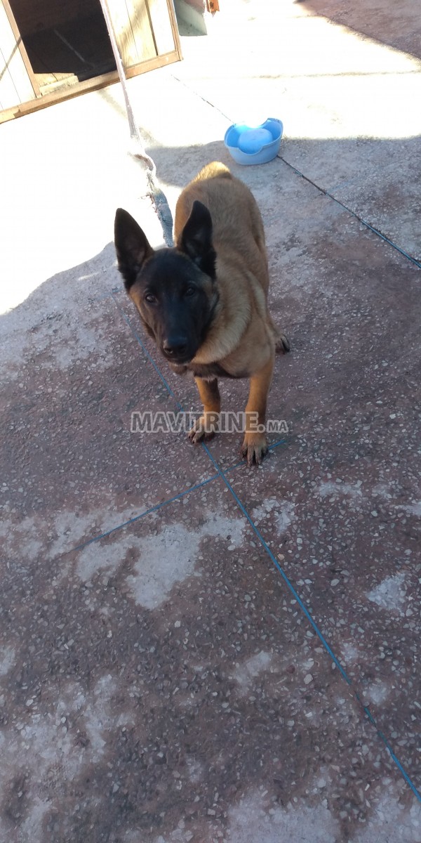 Malinois