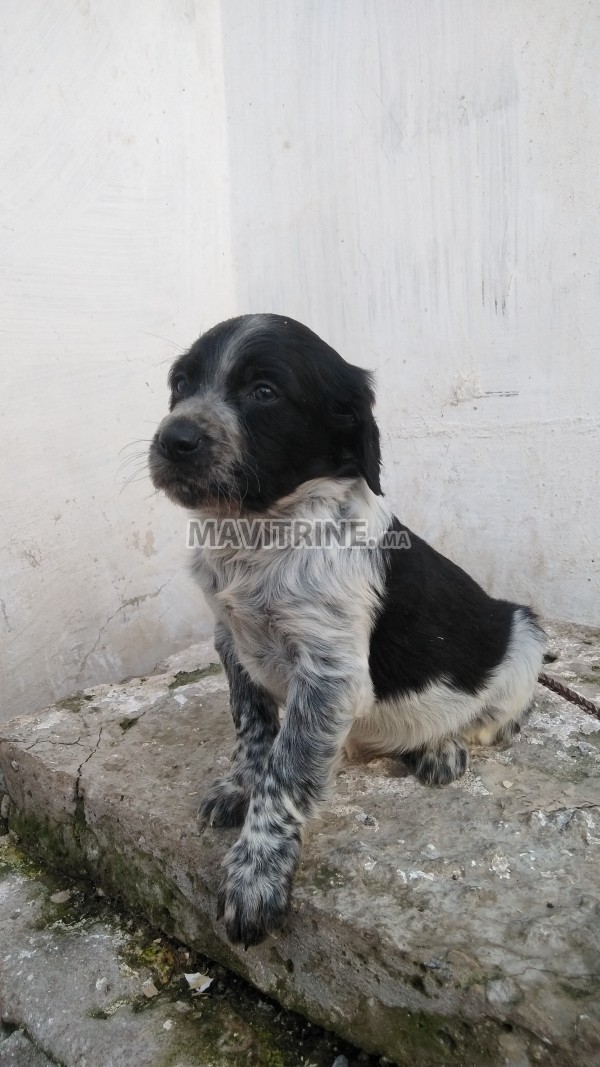 Chiots Èpagnuel  breton chasse