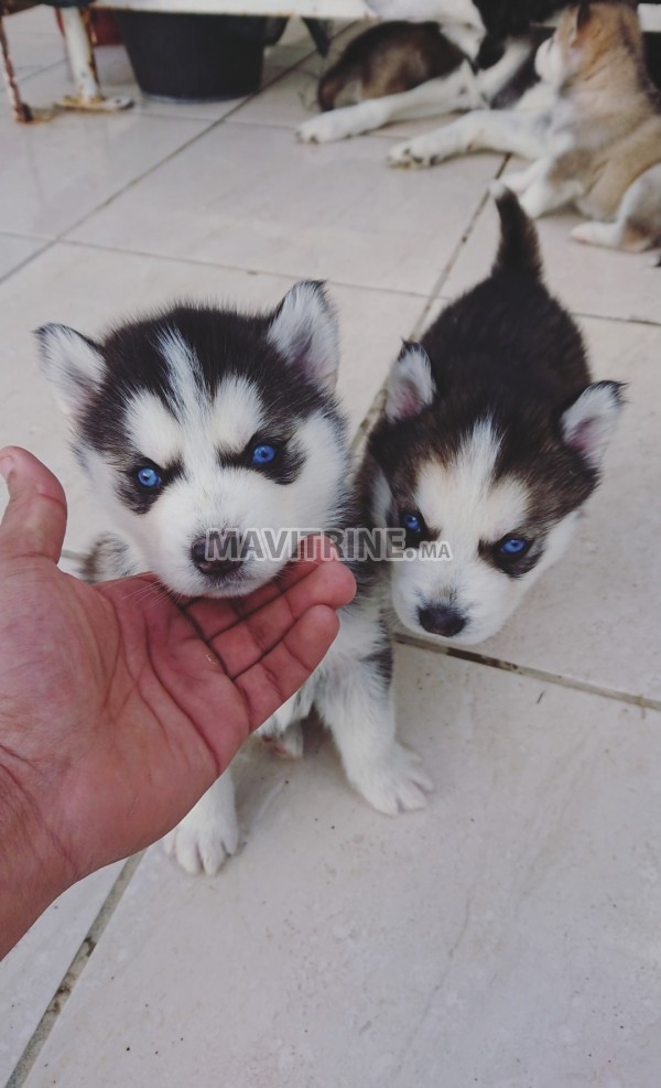 Chiot husky race pure