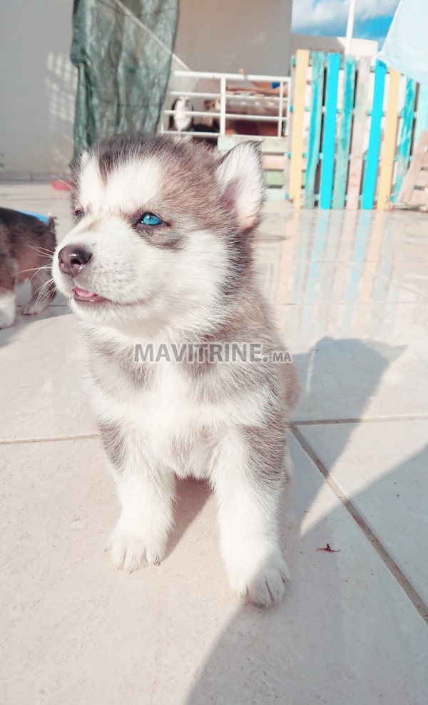 Chiot husky race pure