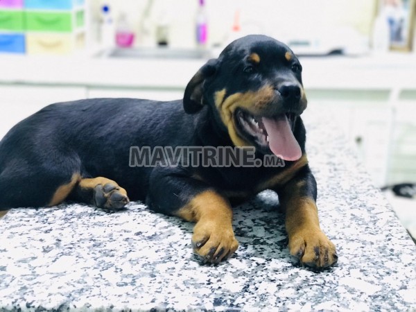 Deux ✌️ chien rottweiler mâle et femelle