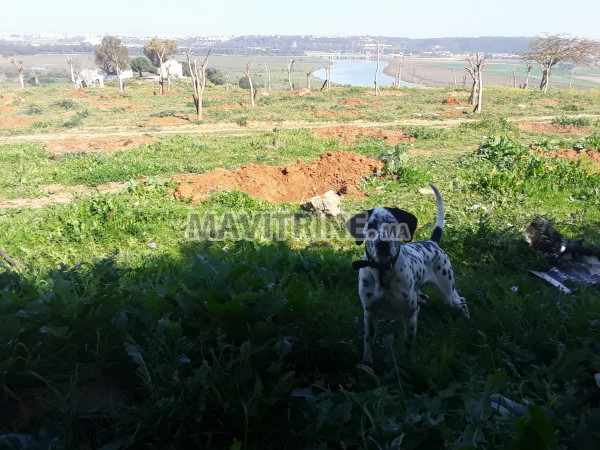 Chien Dalmatien