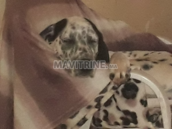 Chien Dalmatien