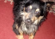 Photo de l'annonce: Chien