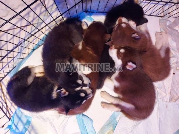 Chiots types husky sibérien