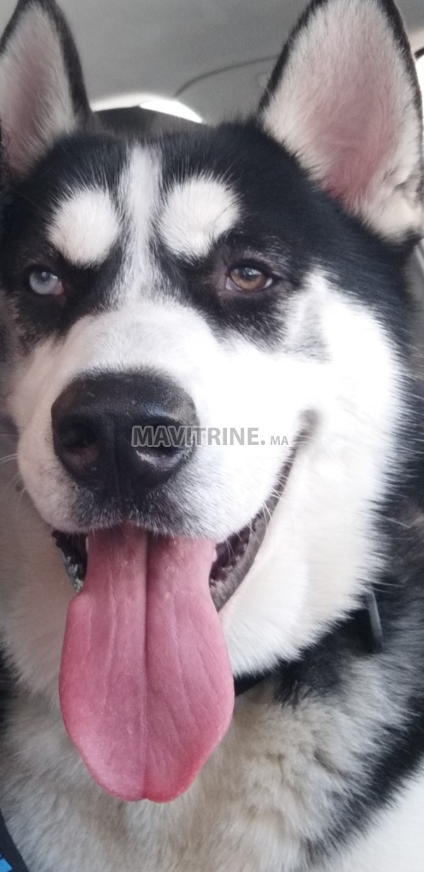 Vente husky sibérien