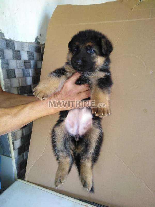 CHIOTS BERGER ALLEMAND