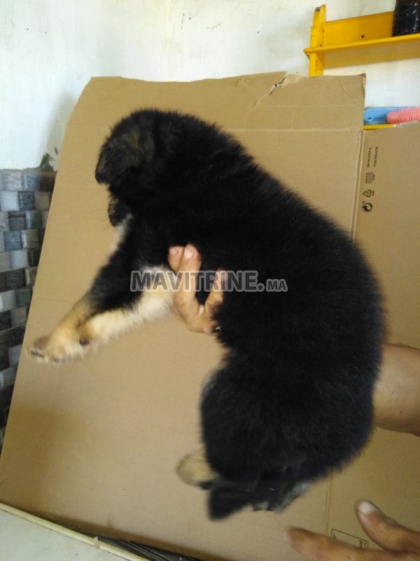 CHIOTS BERGER ALLEMAND