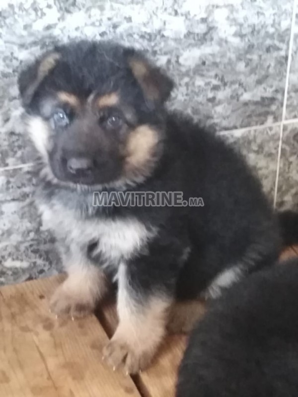 CHIOTS BERGER ALLEMAND