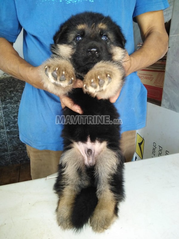 CHIOTS BERGER ALLEMAND