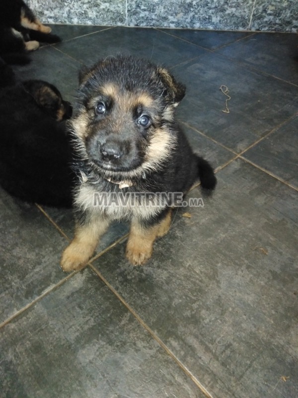 CHIOTS BERGER ALLEMAND