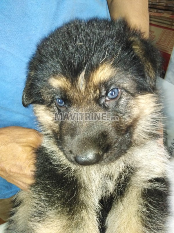 CHIOTS BERGER ALLEMAND