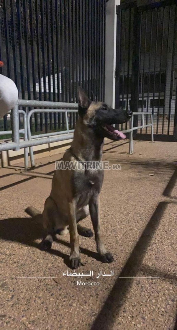 Malinois Male