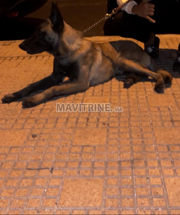 Malinois Male