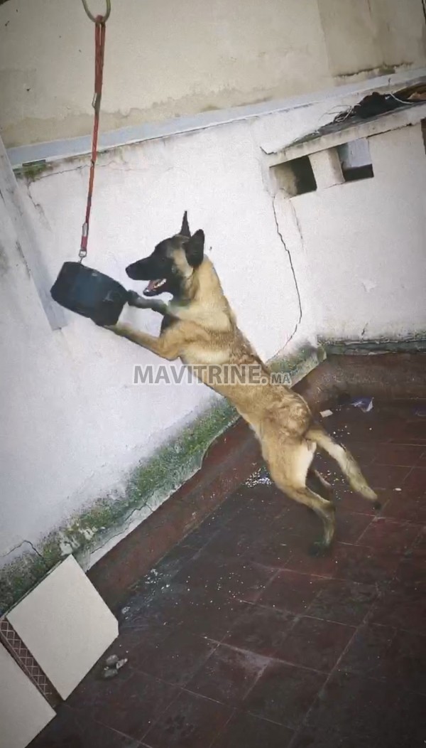 Malinois Male