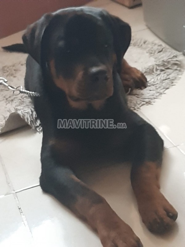 Je vend mon chien Mâle Rotweiller de 7 mois