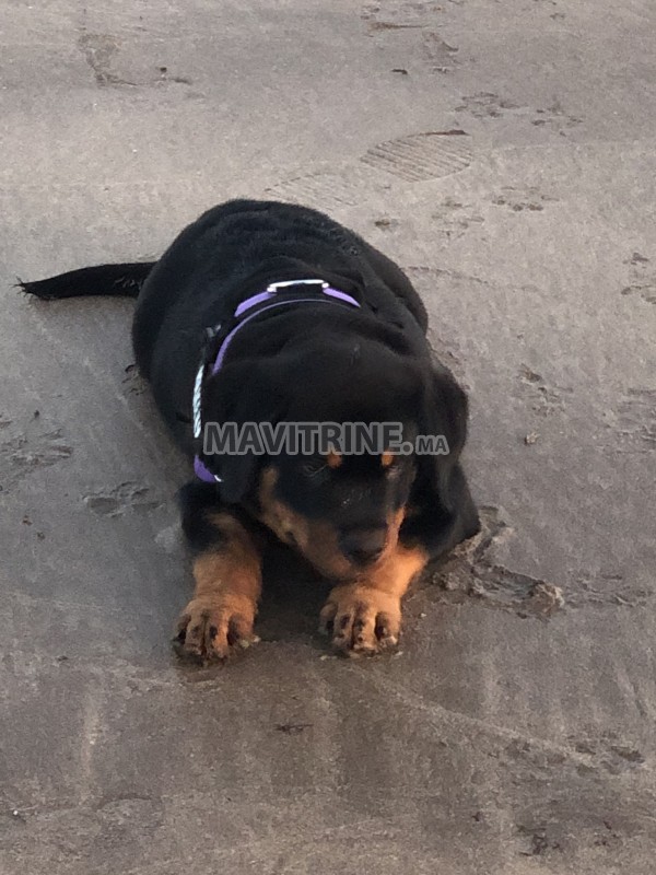 Je vend mon chien Mâle Rotweiller de 7 mois