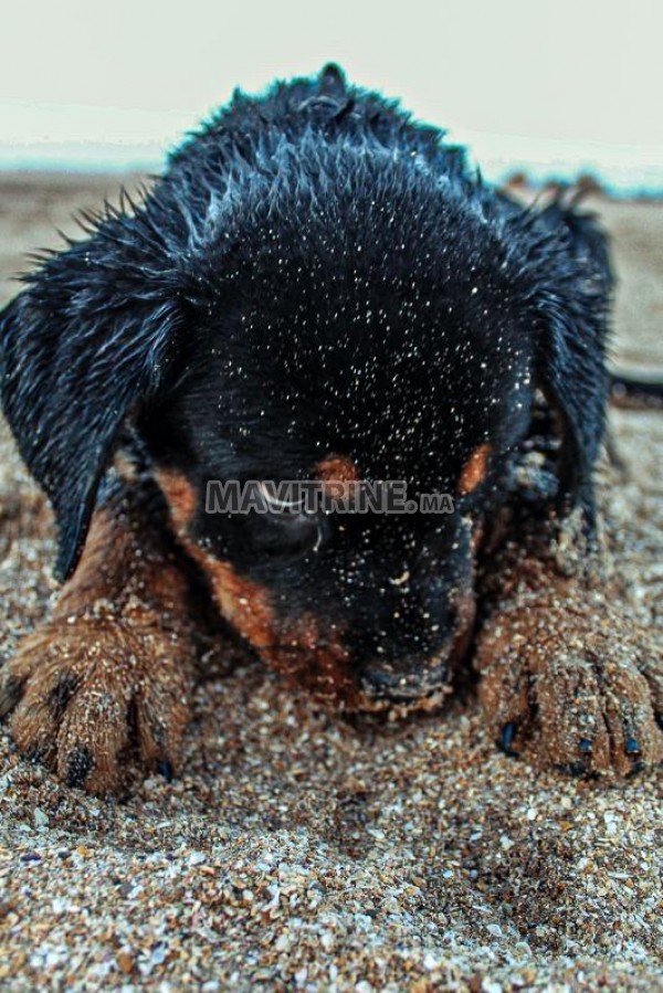 Je vend mon chien Mâle Rotweiller de 7 mois