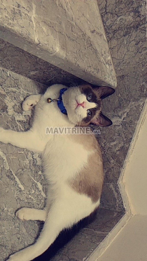 Chat Snowshoe A Vendre Dans Animaux A Marrakech Mavitrine Ma Le Meilleur Site Des Annonces Gratuites Au Maroc Test