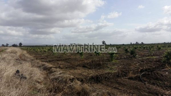 Terrain Agricole 500 ha