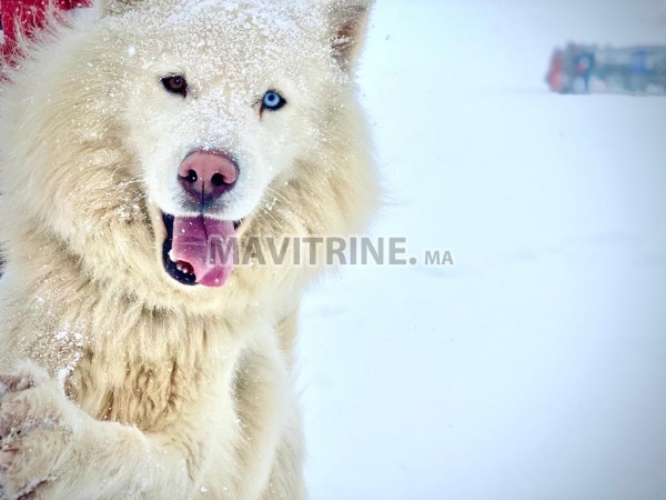 Chiot husky