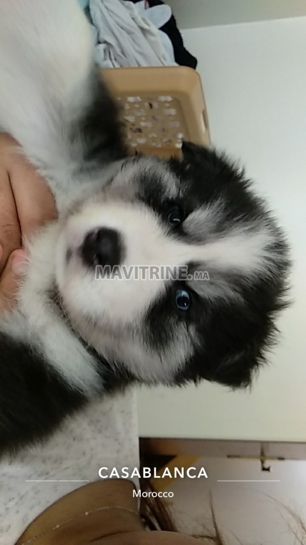 Chiot husky