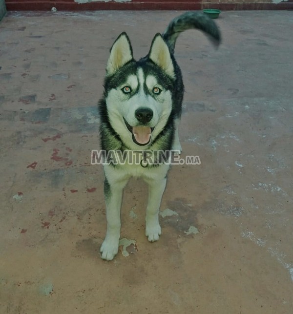 Husky femelle pure race