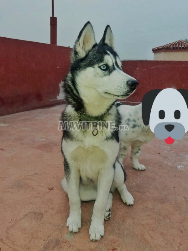 Husky femelle pure race