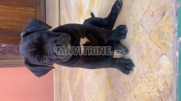 Chiens Cane corso