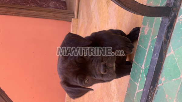 Chiens Cane corso