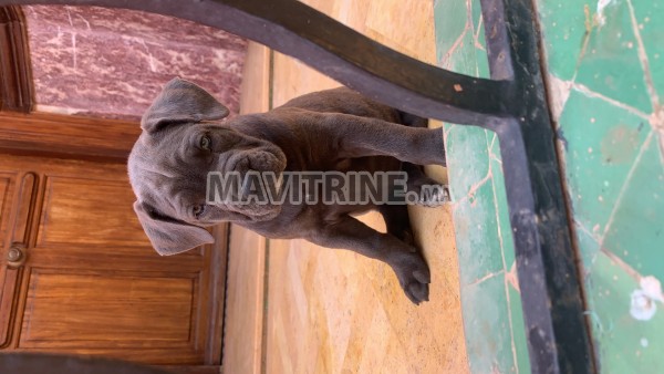 Chiens Cane corso